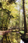 Flechs Water - New Forest - Hampshire
