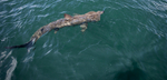 Basking Shark, Isle of Mull, Scotland
