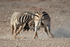 Burchills Zebra  (fighting)