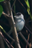 Blackcap (male) perched on a branch in a bush