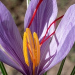 Saffron crocus (Crocus sativus)