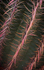 Saguaro