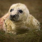 SEAL PUP, DONNA NOOK DEC 2022