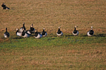 Barnacle Geese