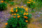 Californian poppy Eschscholzia californica-5521