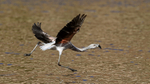 Chilean Flamingo (immature) take off run, Machuca, Chile