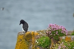 Razorbill