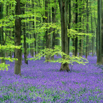 Bluebells EDC072