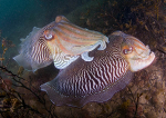 Sepia officinalis breeding pair