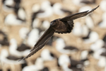 Brown Skua flying, albatross colony background, Steeple Jason