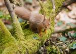 Red Squirrel - Sciurus vulgaris RPNP0034