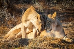 A Daughters Love (Wild Lions)