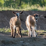 Young goats near Pitigliano, 