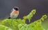 MALE STONECHAT