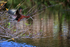 Glossy Ibis drops down, Wakodahatchee Wetlands, Florida