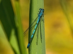 Azure Damselfly