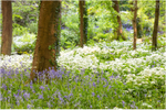 Downhill Forest Bluebells (IMG1213)