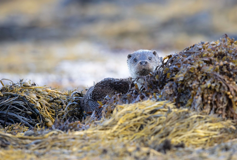 Eurasian Otter - Isle of Mull - Scotland