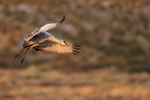 Sandhill Crane slowing before landing, Bosque del Apache, New Mexico