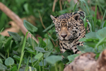 Jaguar Ti hunting, Pantanal, Brazil