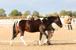SBM_18339