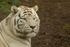 White Bengal Tiger - Sasha (Colchester Zoo)