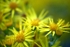 Yellow haze 1