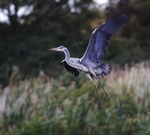 Grey Heron