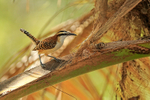 Rufous-backed Wren, Rio Tarcoles, Costa Rica
