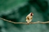 Goldfinch on Branch
