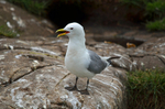 Kittiwake