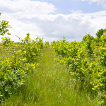 Young trees growing in the National Forest