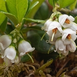 Cowberry (Vaccinium vitis idaea)