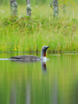 Red-throated Diver swimming on a Finnish pond