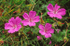 Bloody Cranesbill