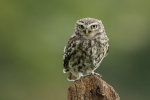 Little Owl