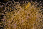 Tubularia indivisa