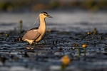 Night Heron