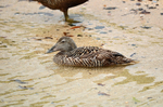 Eider
