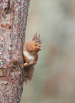 Red Squirrel  - Sciurus vulgaris
