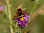 Hornet Mimic Hoverfly