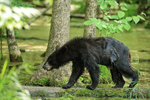 Wet Black Bear crosses log in water, Minnesota