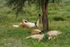 Lioness Relaxed 3
