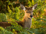 Fawn Deer in Bracken 1251422