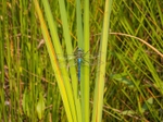Emperor Dragonfly