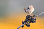 Falkland Grass Wren early morning, Carcass Island, Falklands