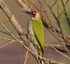 Green Woodpecker