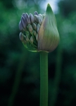 Agapanthus1