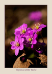 Hepatica nobilis 'Rubra'