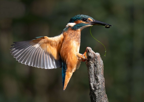 Common Kingfisher (Alcedo atthis)